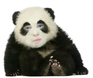 🐼 emoji S U P Telegram sticker 6 of 10