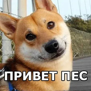 🐕 emoji Тыпес Telegram sticker 13 of 41