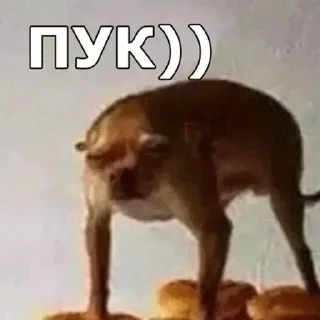 🐕 emoji Тыпес Telegram sticker 15 of 41