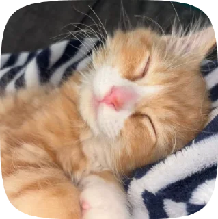 😴 emoji Cat core Telegram sticker 20 of 120