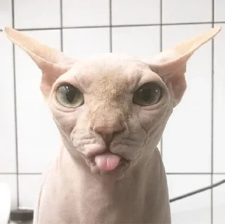 😜 emoji Kotiki Telegram sticker 11 of 15