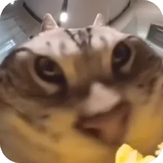 🫥 emoji я бог стикеров суки Telegram sticker 19 of 85
