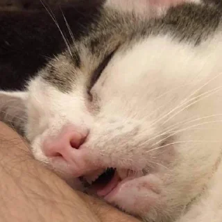 😴 emoji тваринки Telegram sticker 9 of 31