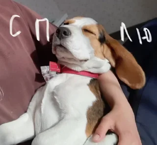 😴 emoji BeagleAmor Telegram sticker 3 of 31