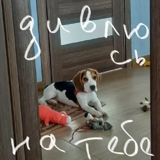 😶 emoji BeagleAmor Telegram sticker 5 of 31