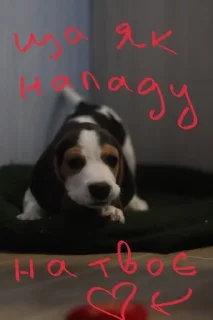 😏 emoji BeagleAmor Telegram sticker 21 of 31