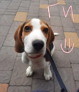 🙂 emoji BeagleAmor Telegram sticker 11 of 31