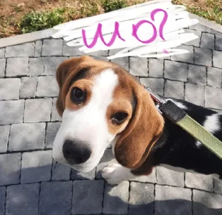 🙂 emoji BeagleAmor Telegram sticker 6 of 31