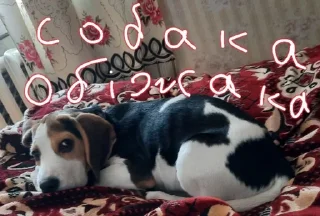 😓 emoji BeagleAmor Telegram sticker 12 of 31