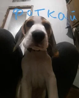 📸 emoji BeagleAmor Telegram sticker 13 of 31