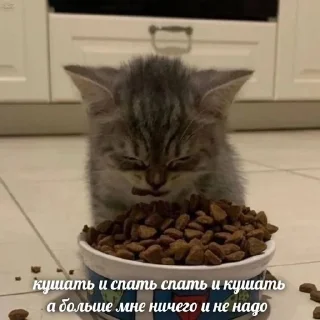 😫 emoji Глупенькие котята на все случа Telegram sticker 9 of 51