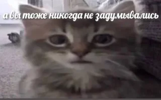 🌟 emoji Глупенькие котята на все случа Telegram sticker 14 of 51