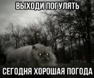 🌟 emoji Котята @Alisa_kipa Telegram sticker 16 of 44