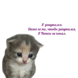 🤨 emoji Глупенькие котята на все случа Telegram sticker 13 of 51