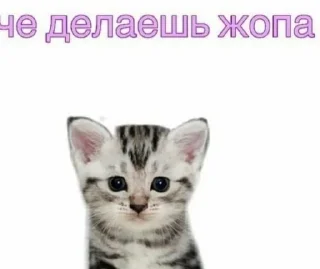 🤨 emoji kiryushka,is only mine. Telegram sticker 17 of 42