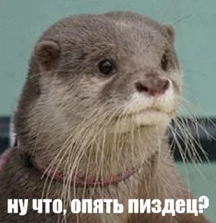 😄 emoji @TVstickers Otter Telegram sticker 16 of 110