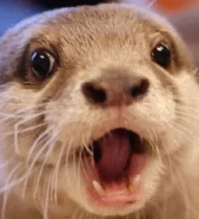 😃 emoji @TVstickers Otter Telegram sticker 1 of 110