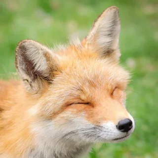 ☺️ emoji Лисы @Wolfstik Telegram sticker 21 of 120