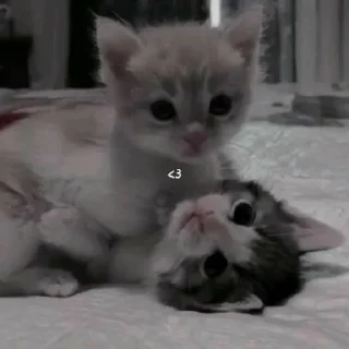 Sticker from милые котики @Ozerokitty