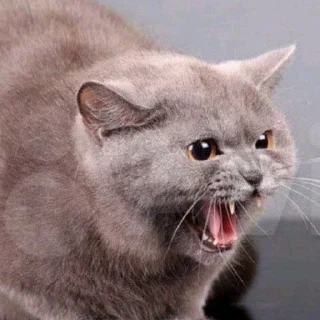 🌟 emoji Личные стики для стантилы Telegram sticker 11 of 76