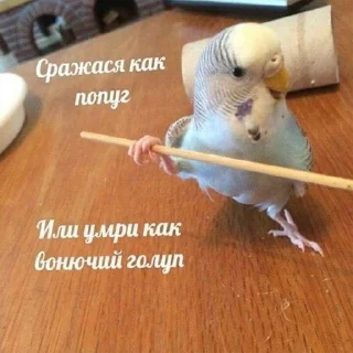 Sticker from Попики | by @Popugasha_Arkasha