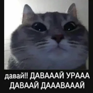 🎉 emoji 🧡люблю любить пиздец🥞 @amare_shit Telegram sticker 19 of 51