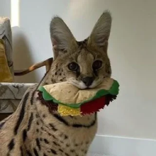 🌮 emoji Сервал+Шлёпа Telegram sticker 5 of 83