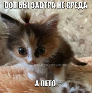 🌟 emoji Мой вайб Telegram sticker 5 of 23
