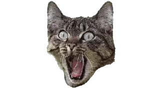 🌟 emoji Mary_cats Telegram sticker 11 of 31