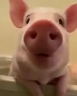 🐷 emoji @s0untitled's video pack Telegram sticker 9 of 48