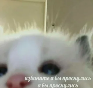🌟 emoji Агро котики Telegram sticker 7 of 45