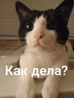 🌟 emoji Максик Telegram sticker 12 of 47