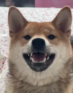 🌟 emoji Анимированный Оски Telegram sticker 6 of 41