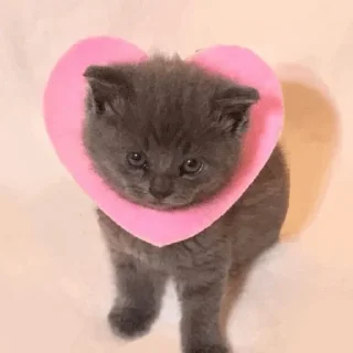 💗 emoji Ээээ Telegram sticker 14 of 38
