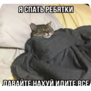 🐱 emoji У меня стояк Telegram sticker 13 of 99