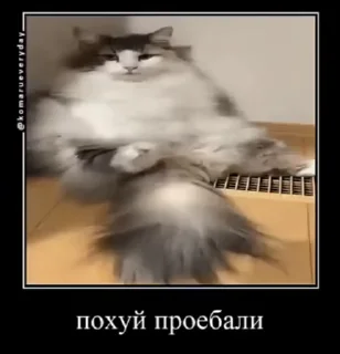 Sticker from Ебучий кот 2