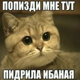 😼 emoji гы Telegram sticker 15 of 120