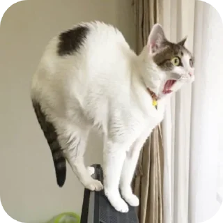 😱 emoji Гы Telegram sticker 14 of 56