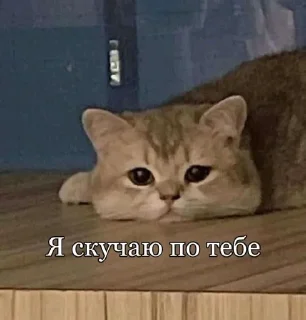 Sticker from Коты