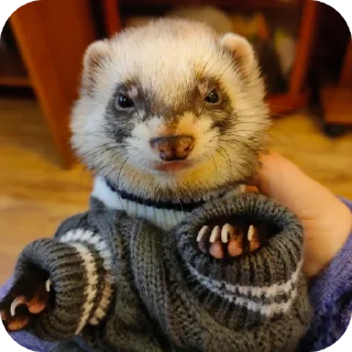 Sticker from Bjornferret