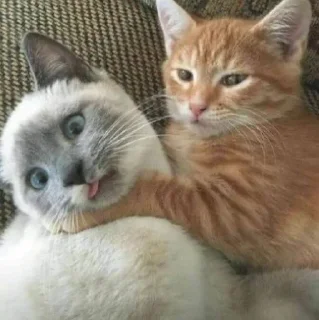🙃 emoji Это вы - котики Telegram sticker 10 of 23