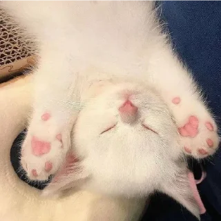 😴 emoji Котики емае Telegram sticker 11 of 118