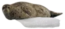 Sticker from ТюЛень