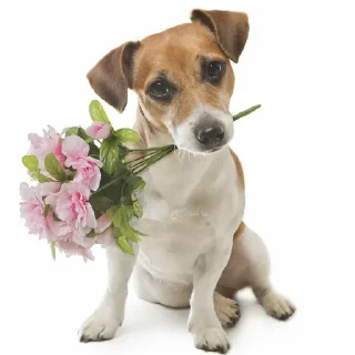 💐 emoji кьют тварини Telegram sticker 10 of 66