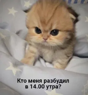 🤩 emoji Япи @TgEmodziBot Telegram sticker 17 of 83