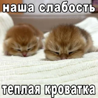 🤩 emoji Япи @TgEmodziBot Telegram sticker 5 of 83