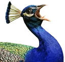 😟 emoji Hysteric birds by @eternalduck Telegram sticker 21 of 83