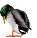 😞 emoji Hysteric birds by @eternalduck Telegram sticker 20 of 83
