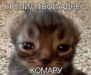 🌟 emoji Котята @Alisa_kipa Telegram sticker 5 of 44