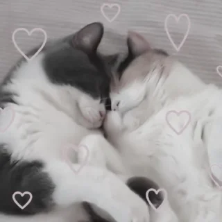 🎀 emoji цв киси. Telegram sticker 23 of 35